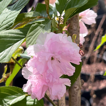 Kwanzan Cherry Tree