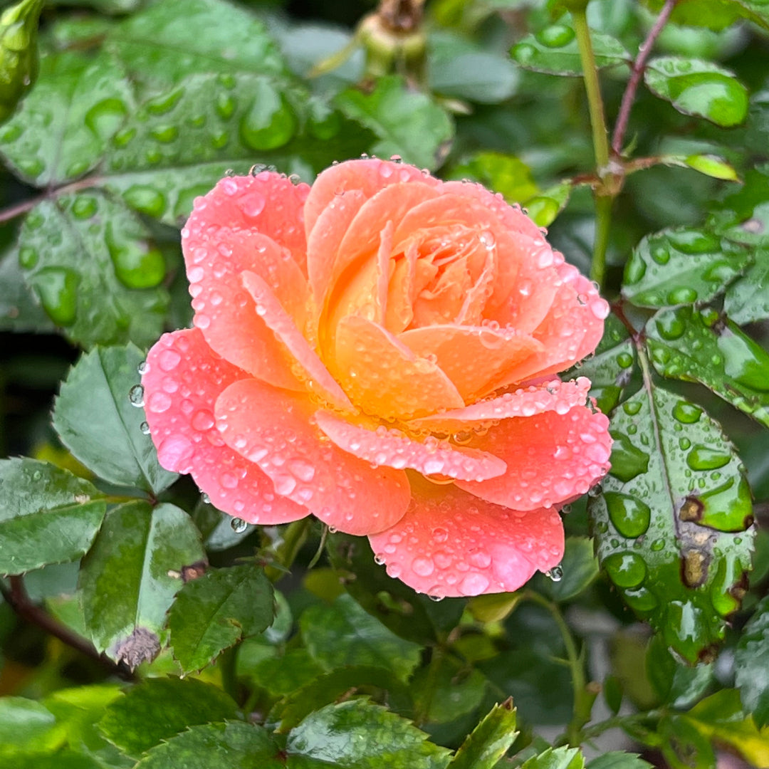 Clusters of delicate petals appear on Peach Drift Rose