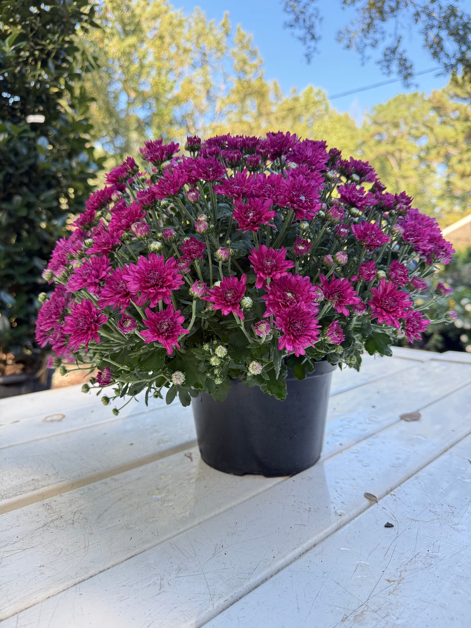 Wanda Purple Mum – Hardy Fall Chrysanthemum | Vibrant Purple Garden Blooms for Pots &amp; Landscapes