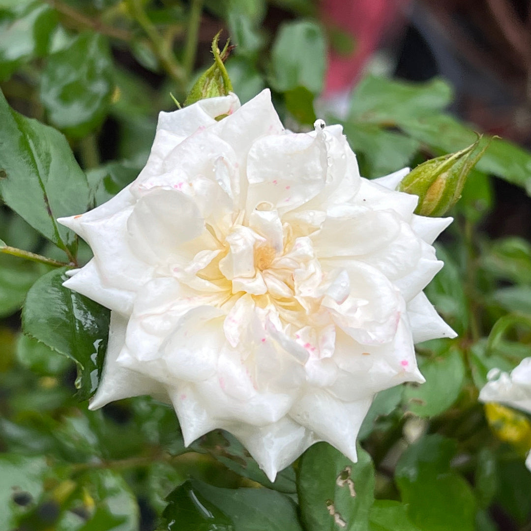 White Drift Rose