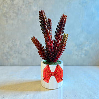 Artificial Burro’s Tail Succulent in White Ceramic Pot– Perfect Gift for Home or Office