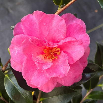 Shishi Gashira Dwarf Camellia Sasanqua
