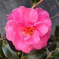 Evergreen Camellia Shishi Gashira with vibrant pink blossoms