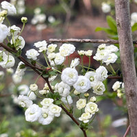 Spirea Prunifolia