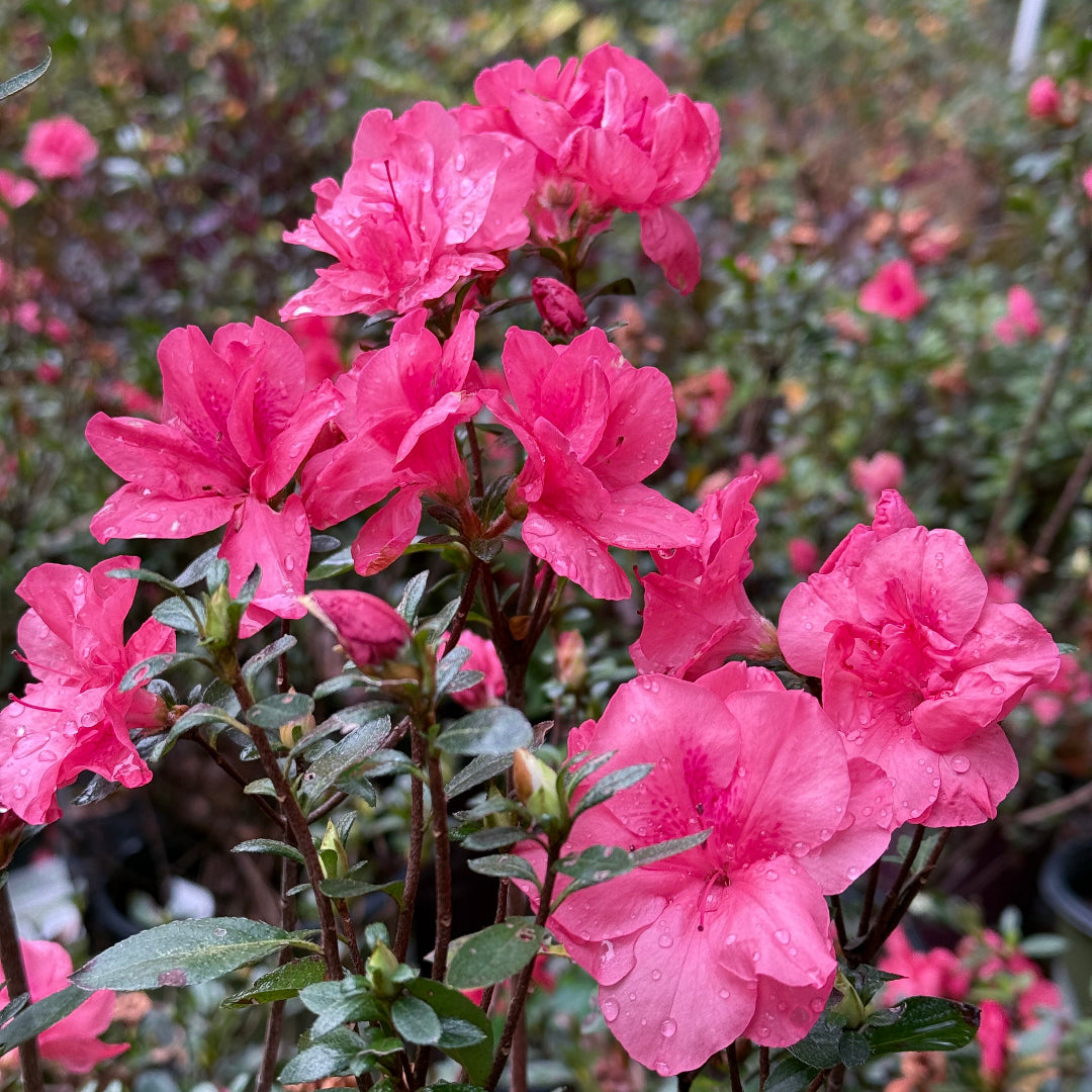 Echo Peachy Keen Azalea