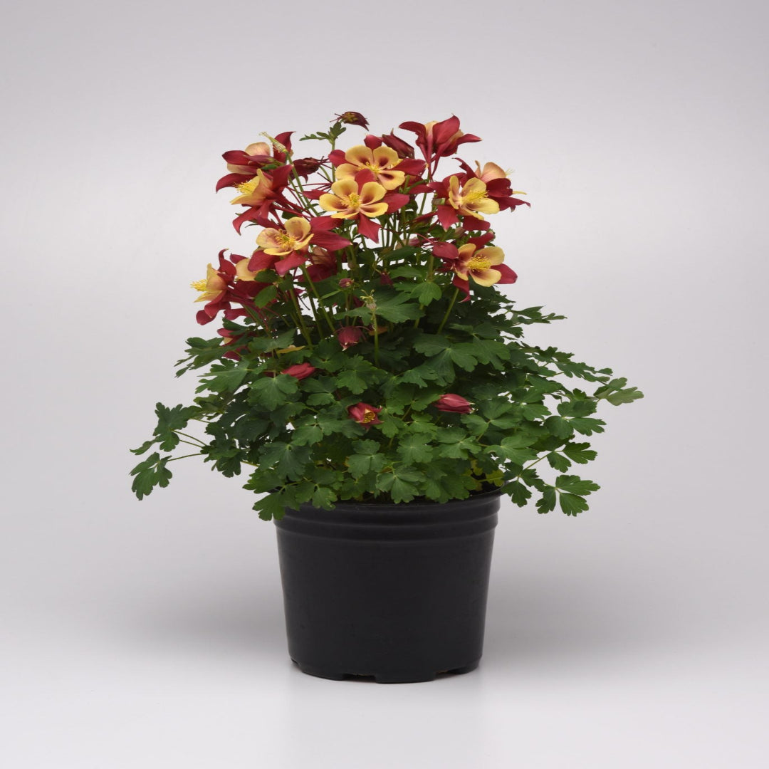 Aquilegia x Hybrid Earlybird Red Yellow (Columbine) - [EG]