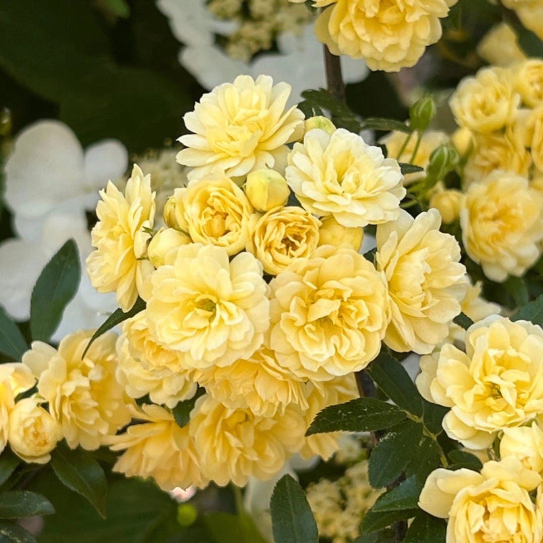 Yellow Lady Banks climbing rose growing on vine