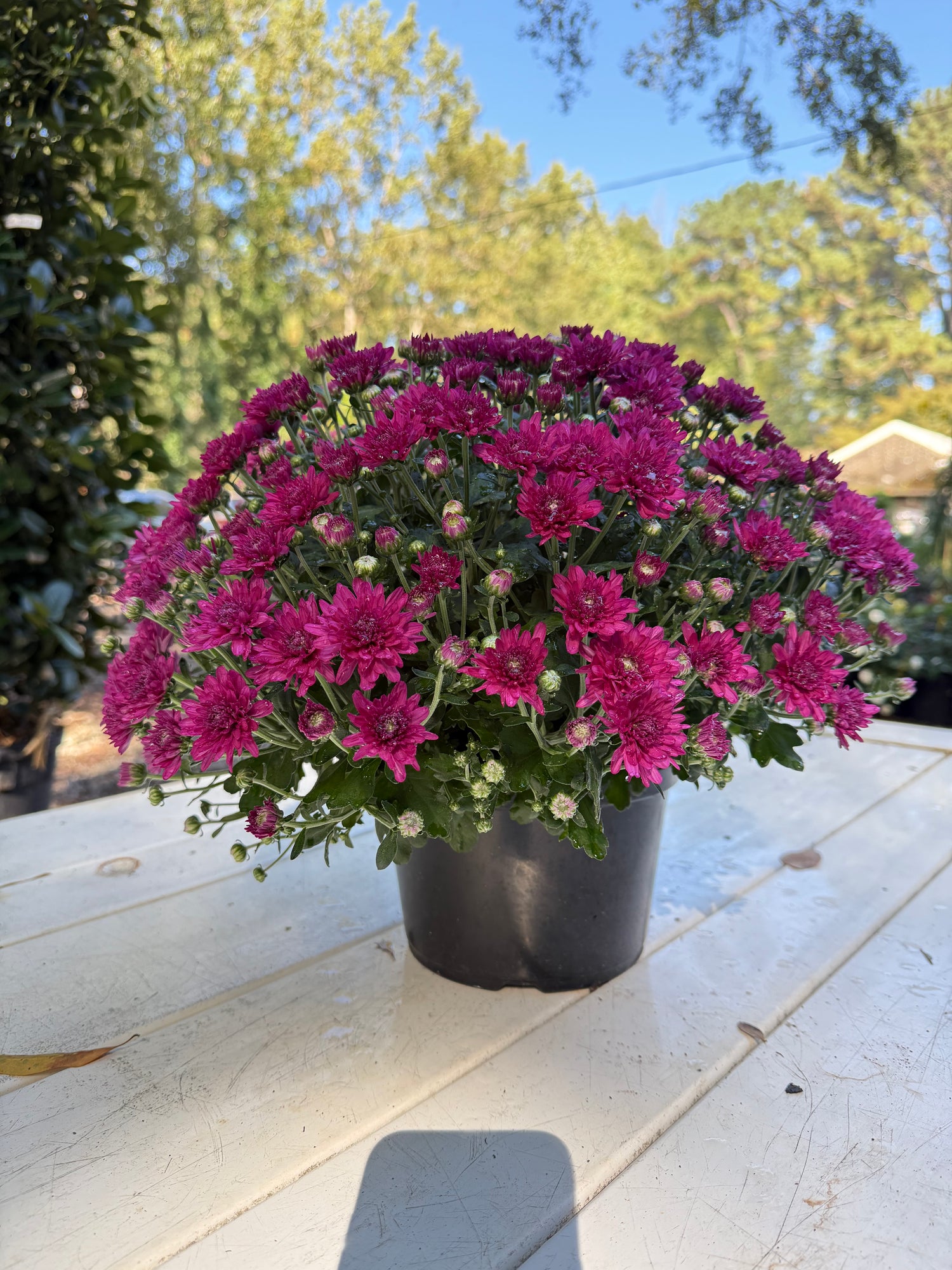 Wanda Purple Mum – Hardy Fall Chrysanthemum | Vibrant Purple Garden Blooms for Pots &amp; Landscapes