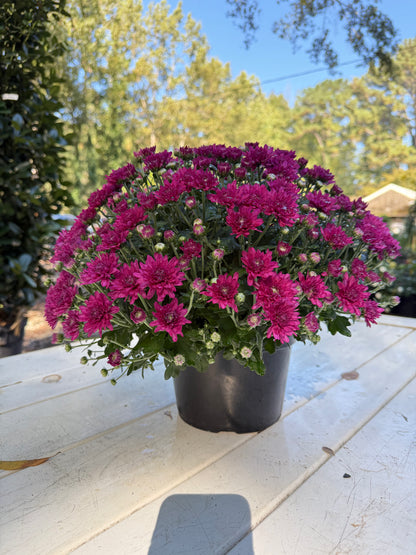 Wanda Purple Mum – Hardy Fall Chrysanthemum | Vibrant Purple Garden Blooms for Pots &amp; Landscapes