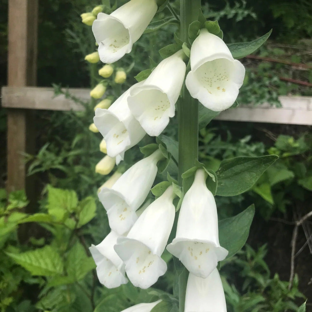 Digitalis purpurea &