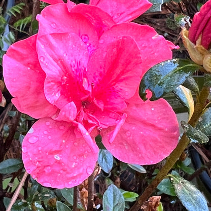 Azalea Echo Peachy Keen