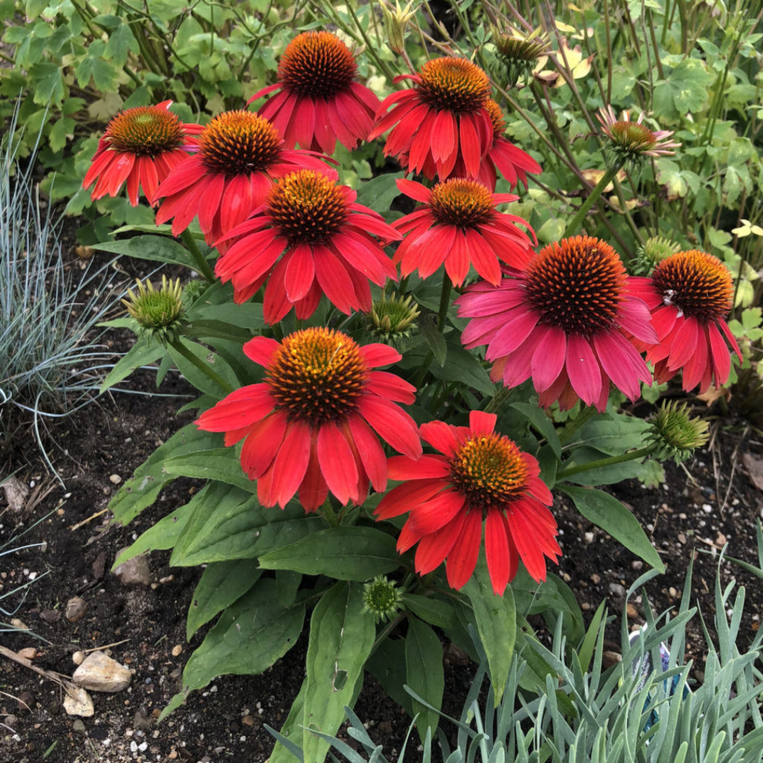 Echinacea &