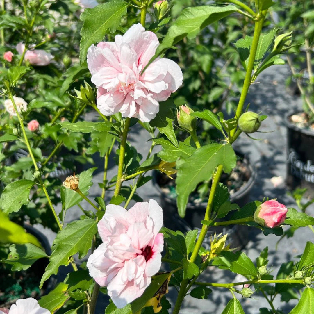 Strawberry Smoothie Hibiscus