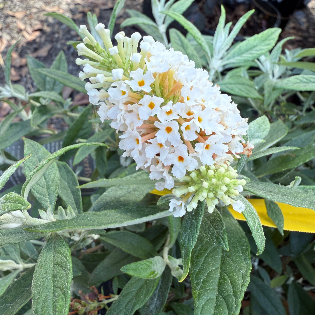 Dapper White Buddleia Butterfly Bush