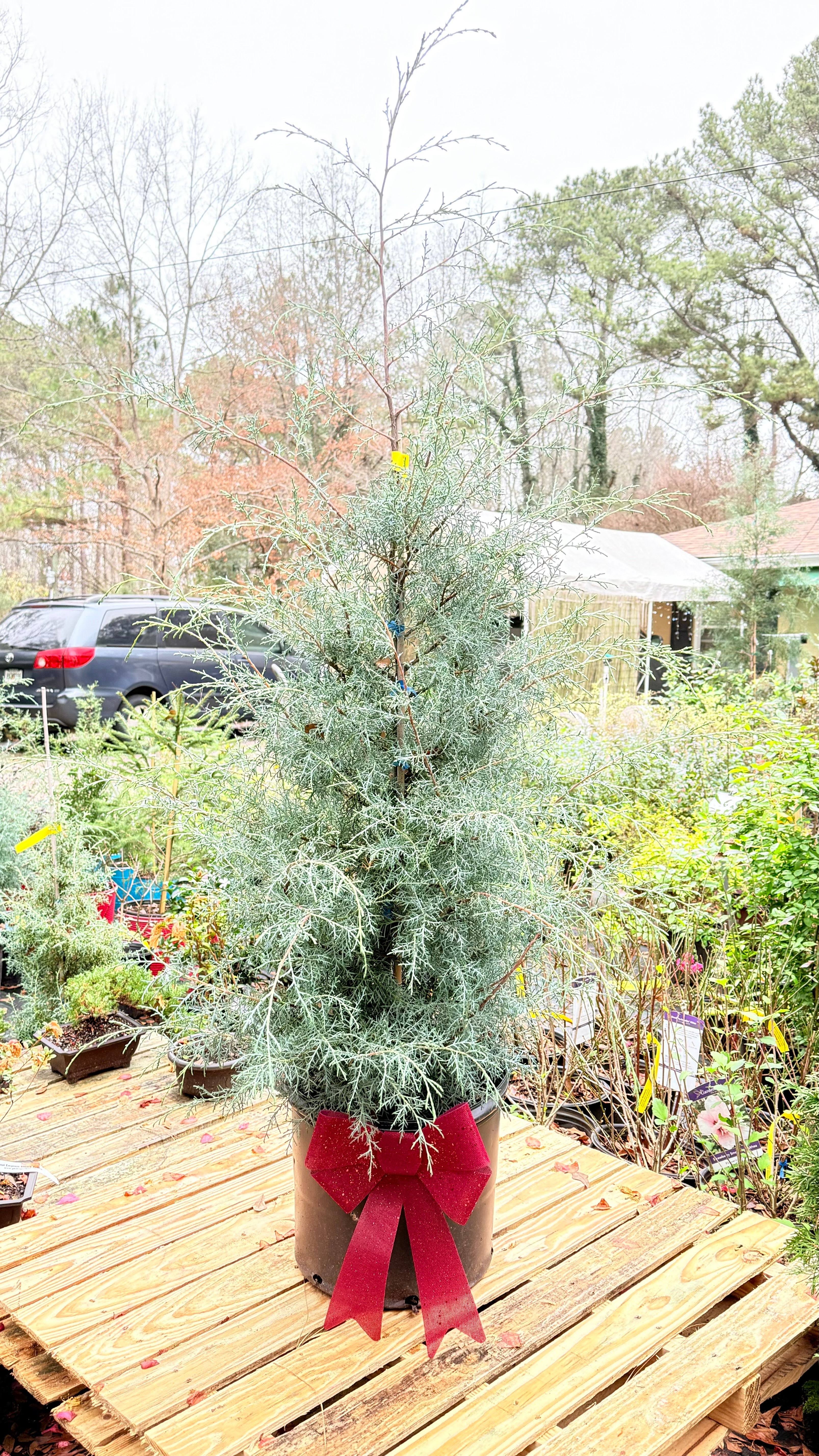 Buy Blue Ice Cypress Tree - Fresh Cut Christmas Option