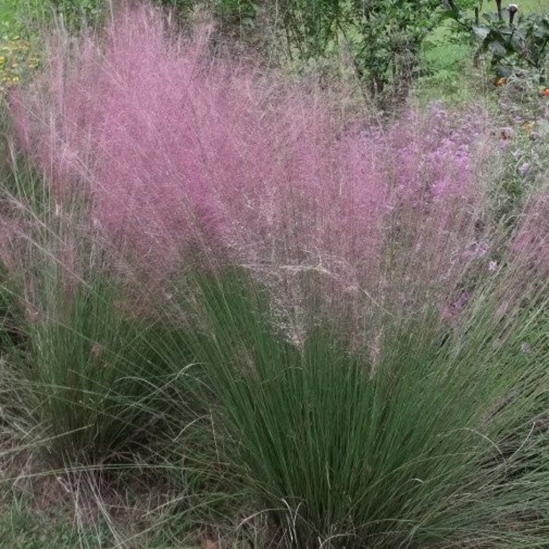 Purple Love Grass Eragrostis Spectabilis