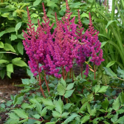 Astilbe chinensis &