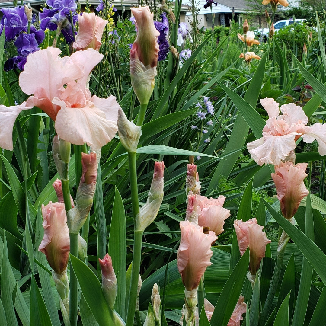 Iris Germanica &