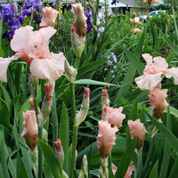 Iris Germanica 'Lenora Pearl' German Iris