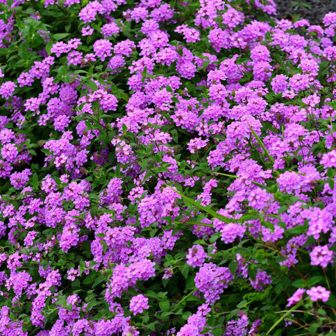 Lantana Montevidensis &