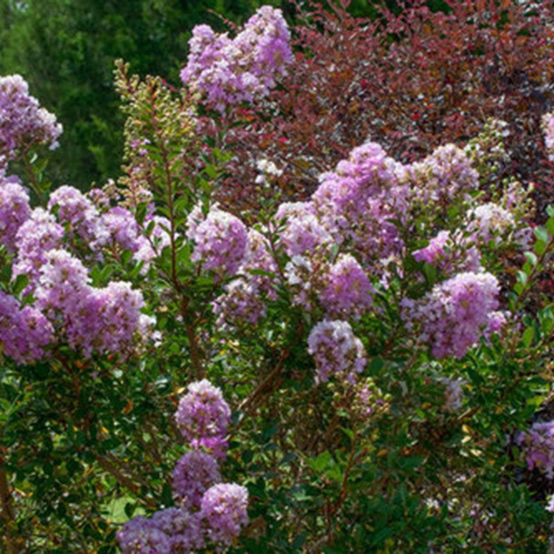 Crape Myrtle Early Bird Lavender