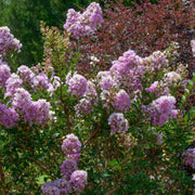 Crape Myrtle Early Bird Lavender