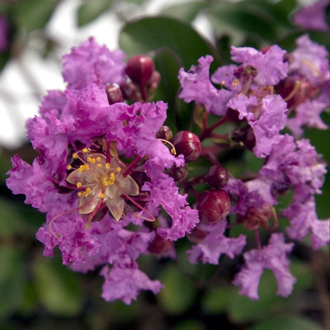 early bird lavender crape myrtle tree Crape Myrtle Lavender Flowering Tree Online