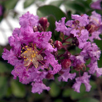 Close up of Early Bird Lavender crape myrtle flowers showing rich purple spring blooms