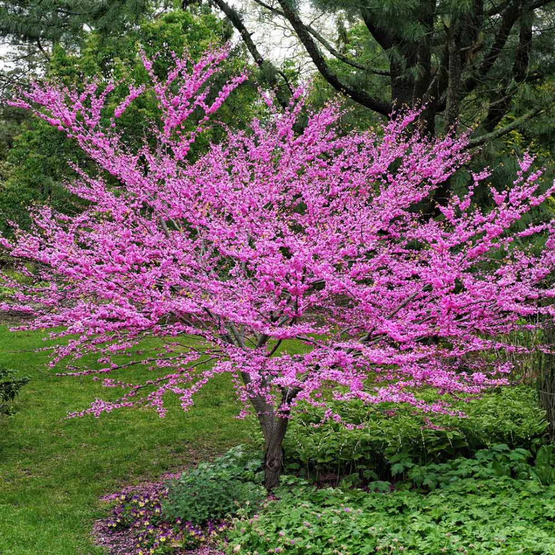 Dwarf Don Egolf Redbud Tree