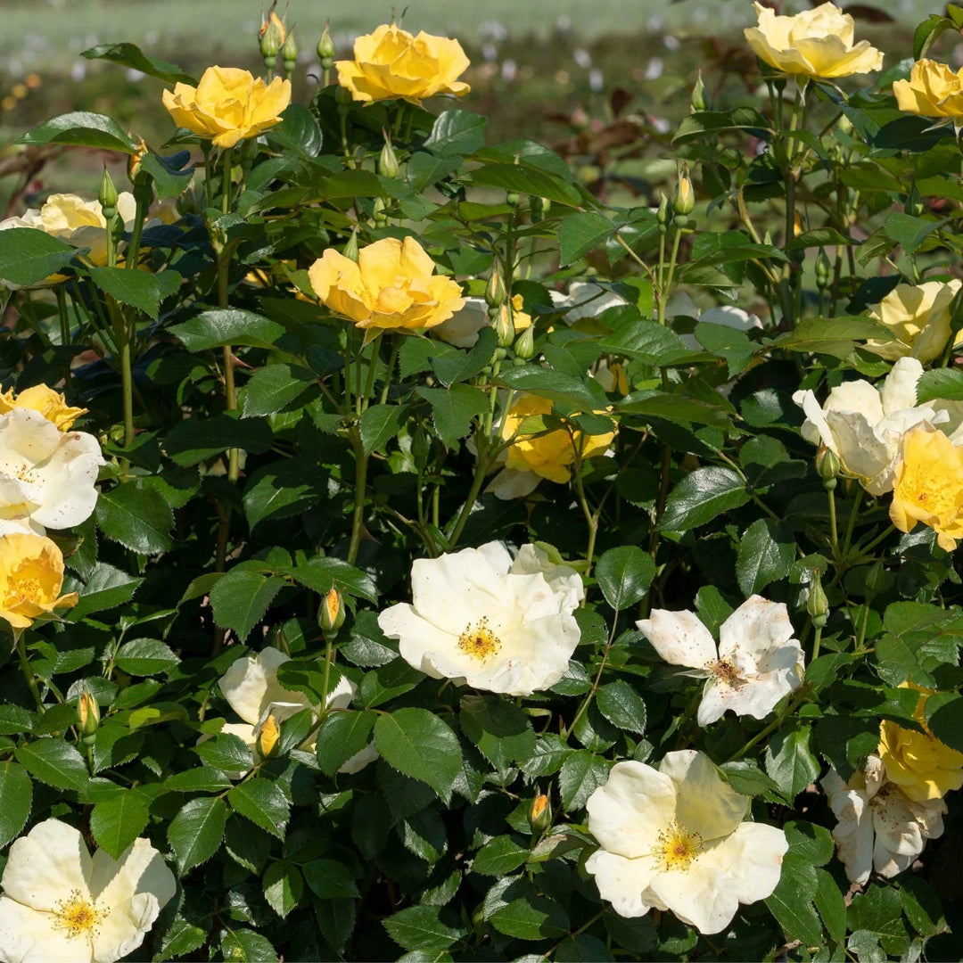 Easy Bee-zy Knock Out Rose