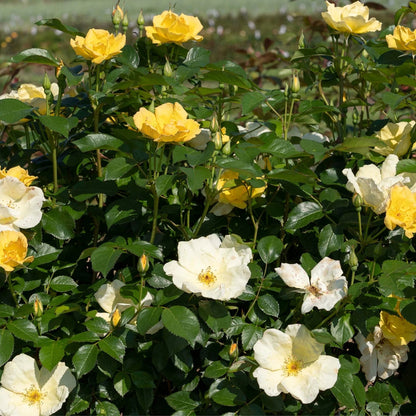 Easy Bee-zy Knock Out Rose