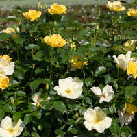 Container planted Easy Bee-zy Knock Out Rose with healthy leaves