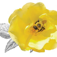 Lush green foliage surrounds Easy Bee-zy Knock Out Rose flowers
