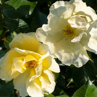 Easy Bee-zy Knock Out Rose covered in sunny yellow blooms