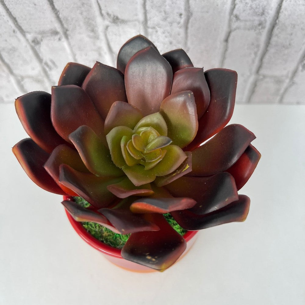 Cute Echeveria Red Succulent in Ceramic Pot - Artificial