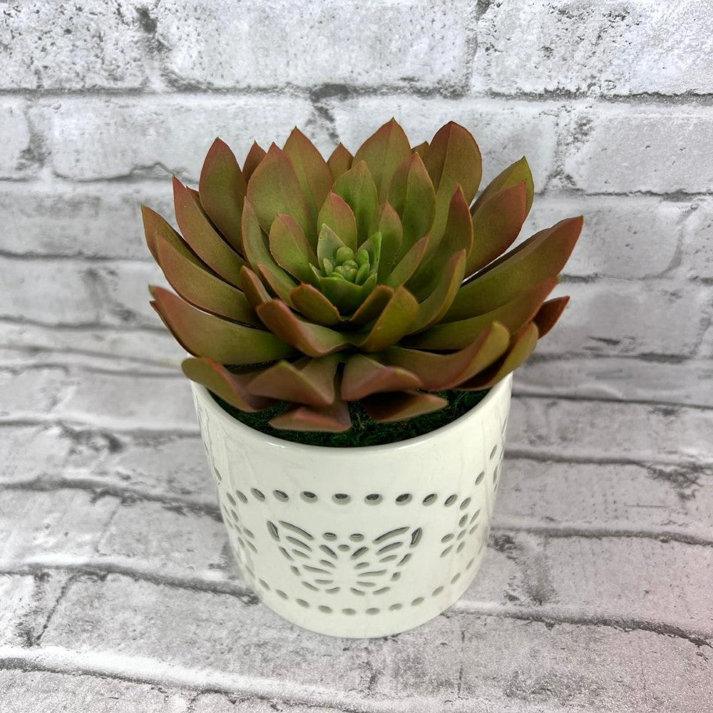 Gorgeous Succulents in Ceramic Pot