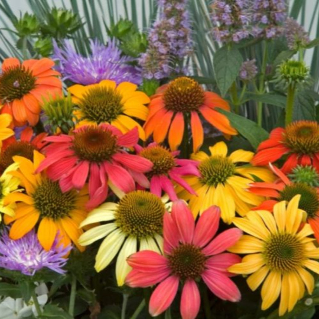 Echinacea &