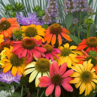 Echinacea 'Cheyenne Spirit' Coneflower - [EG]