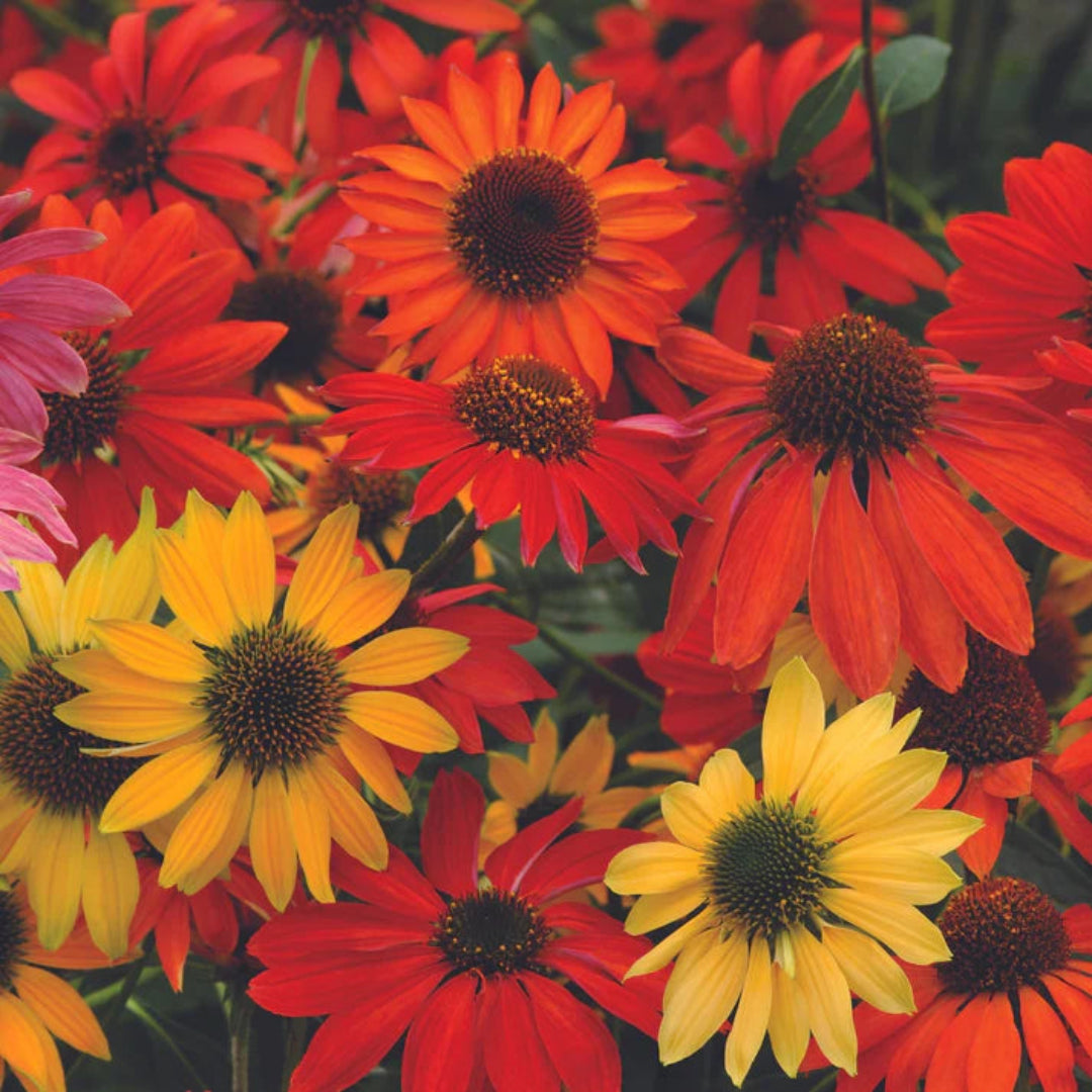 Echinacea &