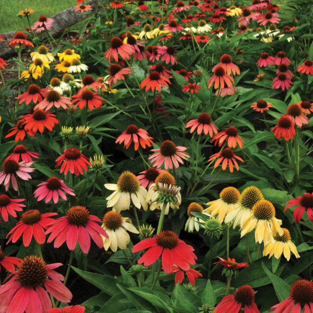 Echinacea &