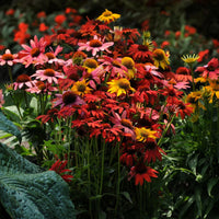 Echinacea 'Cheyenne Spirit' Coneflower - [EG]