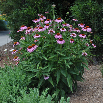 Magnus Coneflower garden perennial with pink blooms