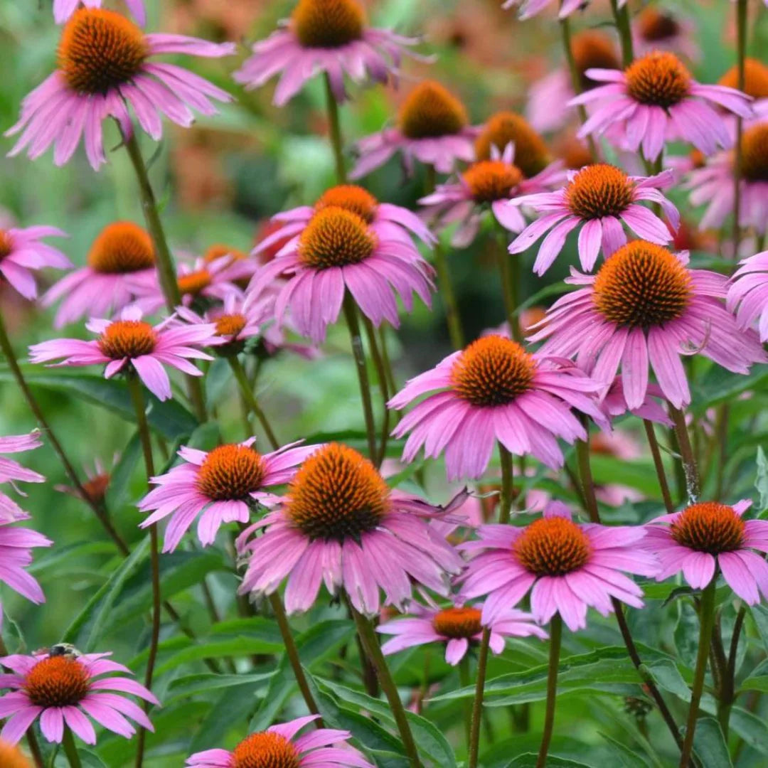 Magnus Coneflower perennial plant for landscapes