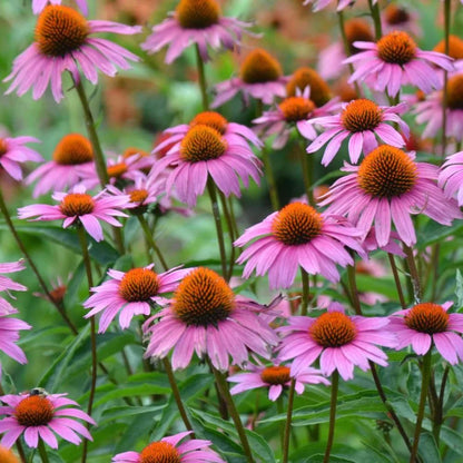 Magnus Coneflower perennial plant for landscapes