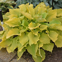 Hosta 'Time in a Bottle'