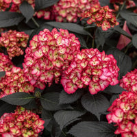 Eclipse Bigleaf Hydrangea shrub featuring large, vibrant purple-blue blossoms