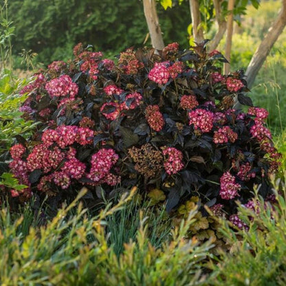 Eclipse Hydrangea