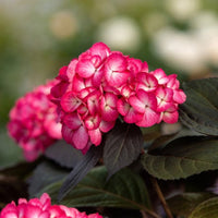 Eclipse Bigleaf Hydrangea with deep purple blooms and dark green foliage at Pixies Gardens