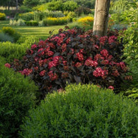 Mature Eclipse Bigleaf Hydrangea shrub blooming with bright purple petals