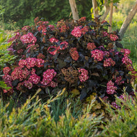 Eclipse Mophead Hydrangea close-up with dense purple flower clusters